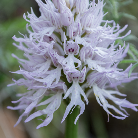 Orchis Italica L.